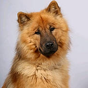 Ayden a rejoint le concours — aidez-le/la à gagner de superbes lots ! animal, brown, canine, closeup, companion, cute, dog, domestic, ears, face, fluffy, friendly, fur, looking, mammal, nose, pet, portrait, soft, studio