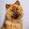 animal, brown, canine, closeup, companion, cute, dog, domestic, ears, face, fluffy, friendly, fur, looking, mammal, nose, pet, portrait, soft, studio