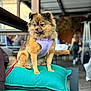 dog, pet, purple_harness, cushion, turquoise, indoor, furniture, blurred_background, people, casual, playful, tongue_out, fluffy, seated, leash, wooden_beam, table, social, relaxed, warm_lighting