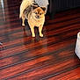 Coco is registered to the contest to win money with this photo: dog, small_dog, fluffy, pet, wooden_floor, indoor, bed, striped_bedding, couch, curious, tail, fur, animal, companion, house, flooring, domestic, cute, standing, living_room