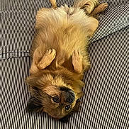 Coco joined the competition — help win amazing prizes! dog, pet, lying_down, bed, striped_bedspread, fluffy, fur, cute, relaxed, paws, indoors, animal, companion, canine, resting, looking_up, cozy, home, mammal, adorable