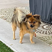 Coco joined the competition — help win amazing prizes! alert, animal, collar, concrete, curious, daylight, dog, domestic_animal, ears, fluffy_tail, fur, grass, mammal, outdoor, patio, pet, rug, side_view, small_dog, walking_surface