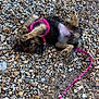 Coco joined the competition — help win amazing prizes! dog, puppy, pink_harness, leash, gravel, outdoor, playful, lying_down, small_dog, fur, paws, pet, cute, animal, nature, resting, young_dog, canine, ground, daylight