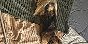 Coco is registered to the contest to win money with this photo: dog, bed, blanket, pillow, fur, stretching, cozy, indoor, pet, brown, black, tail, ears, looking_up, soft, textured, relaxed, animal, resting, home