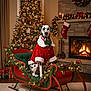 dalmatian, dog, christmas_tree, sleigh, fireplace, stockings, christmas_decorations, holiday, festive, lights, green_bow_tie, red_coat, indoor, carpet, wreath, presents, window, curtains, wood_floor, ornaments