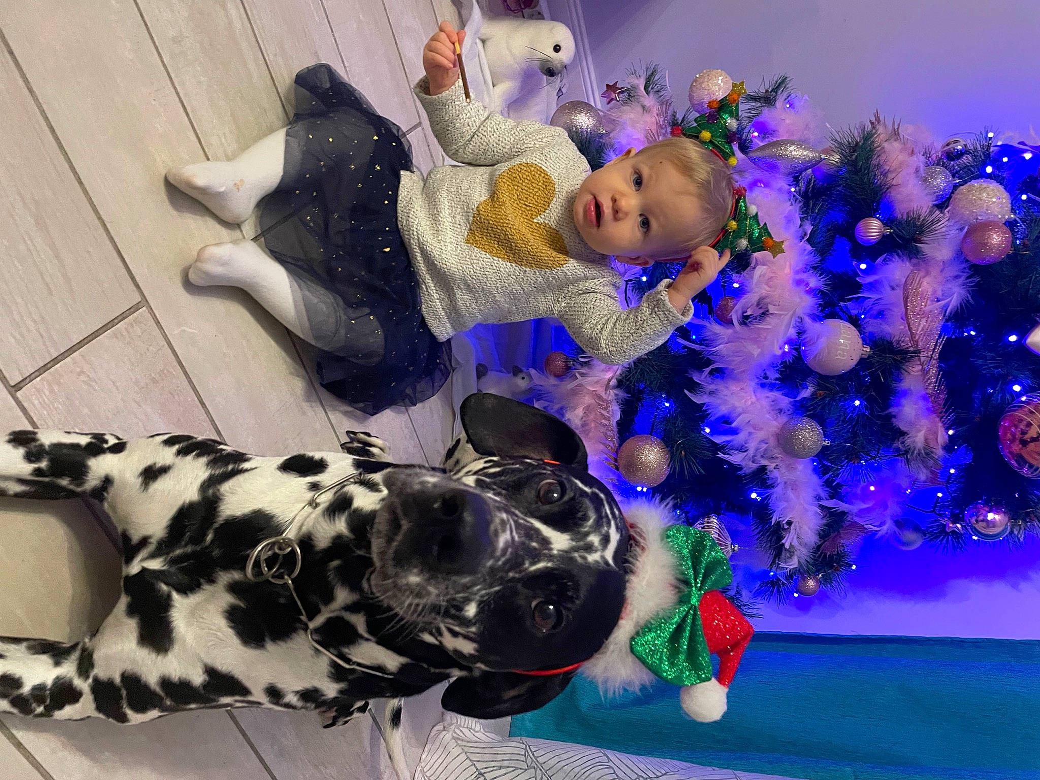 Mavy a rejoint le concours — aidez-le/la à gagner de superbes lots ! blue, carnivore, christmas, christmas_decoration, christmas_eve, christmas_ornament, companion_dog, dalmatian, dog, dog_breed, electric_blue, event, fun, holiday, ornament, person, plant, purple, toddler, tree