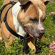 Terrens participe au concours pour gagner de l'argent avec cette photo : dog, animal, pet, outdoor, garden, greenery, flowers, tan_coat, white_coat, harness, sunlight, grass, nature, sniffing, ears, tongue, closeup, canine, playful, daytime