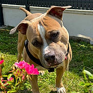 Terrens participe au concours pour gagner de l'argent avec cette photo : dog, pet, animal, outdoor, garden, flowers, pink_flowers, grass, sunlight, curious, canine, tan_fur, white_markings, black_collar, fence, nature, daytime, closeup, portrait, ears
