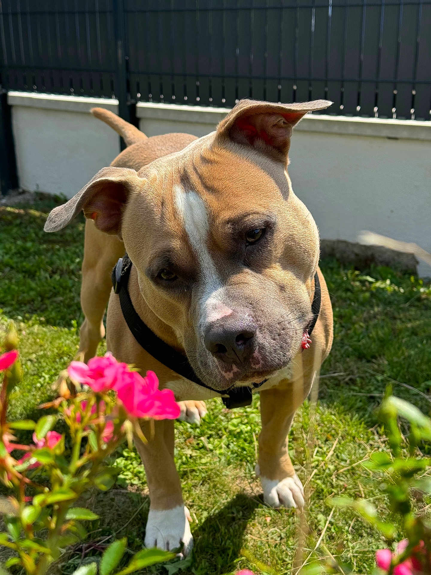 Terrens participe au concours pour gagner de l'argent avec cette photo : dog, pet, animal, outdoor, garden, flowers, pink_flowers, grass, sunlight, curious, canine, tan_fur, white_markings, black_collar, fence, nature, daytime, closeup, portrait, ears