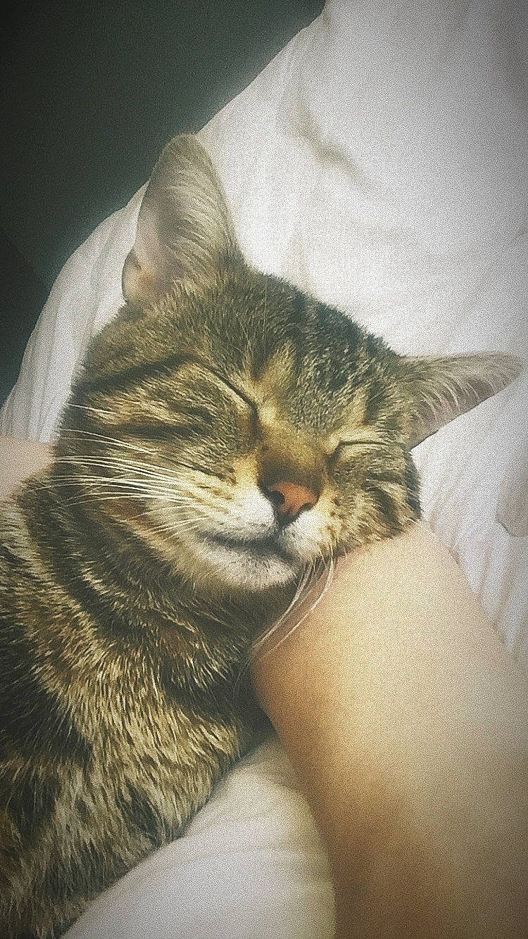 Juko participe au concours pour gagner de l'argent avec cette photo : aegean_cat, american_wirehair, asian, carnivore, cat, domestic_short_haired_cat, dragon_li, european_shorthair, eye, felidae, fur, hand, kitten, nap, nose, skin, sleep, small_to_medium_sized_cats, tabby_cat, whiskers