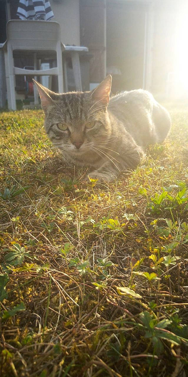 Liam participe au concours pour gagner de l'argent avec cette photo : asian, carnivore, cat, domestic_short_haired_cat, european_shorthair, fawn, felidae, grass, grass_family, plant, small_to_medium_sized_cats, snout, sunlight, tabby_cat, whiskers, wild_cat, wildlife