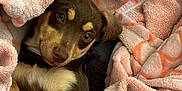 Khloe Hazel Ramirez joined the competition — help win amazing prizes! animal, blanket, brown_fur, comfort, cozy, curious_eyes, cute, dog, fur, indoor, looking_up, patterned_blanket, pet, puppy, relaxed, resting, small_dog, snuggling, soft_texture, warm