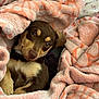 animal, blanket, brown_fur, comfort, cozy, curious_eyes, cute, dog, fur, indoor, looking_up, patterned_blanket, pet, puppy, relaxed, resting, small_dog, snuggling, soft_texture, warm