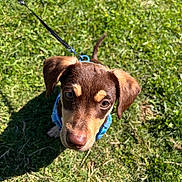 Khloe Hazel Ramirez is registered to the contest to win money with this photo: animal, brown, canine, cute, dog, ears, eyes, grass, harness, leash, nature, nose, outdoor, pet, playful, puppy, shadow, sunlight, tan, young
