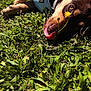 animal, canine, closeup, cute, dog, flower, grass, greenery, harness, leaf, nature, outdoor, pet, playful, puppy, resting, summer, sunlight, sunshine, tongue