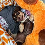 animal, blanket, brown, collar, comfort, cozy, cute, dog, fur, indoors, lying_down, pet, playful, plush_toy, puppy, relaxed, resting, small_dog, snuggle, soft