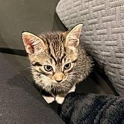 Toralei joined the competition — help win amazing prizes! kitten, tabby, cat, pet, animal, curious, closeup, indoor, feline, young, cute, whiskers, ears, fur, texture, cushion, fabric, small, looking_up, sitting
