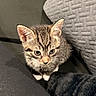 kitten, tabby, cat, pet, animal, curious, closeup, indoor, feline, young, cute, whiskers, ears, fur, texture, cushion, fabric, small, looking_up, sitting
