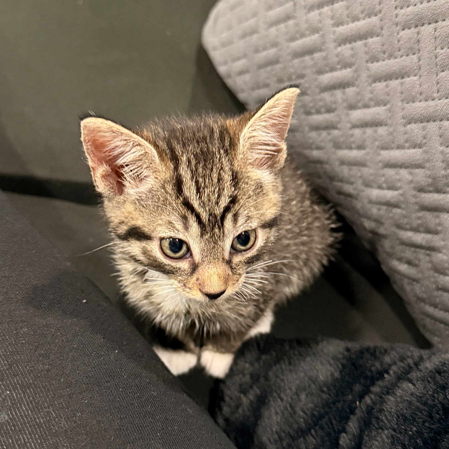 Toralei joined the competition — help win amazing prizes! kitten, tabby, cat, pet, animal, curious, closeup, indoor, feline, young, cute, whiskers, ears, fur, texture, cushion, fabric, small, looking_up, sitting