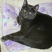 Gribouille participe au concours pour gagner de l'argent avec cette photo :