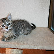 Louna a rejoint le concours — aidez-le/la à gagner de superbes lots ! american_shorthair, asian, australian_mist, british_shorthair, california_spangled, carnivoran, cat, cat_like_mammal, domestic_short_haired_cat, dragon_li, european_shorthair, fauna, fur, kitten, mammal, munchkin, pixie_bob, small_to_medium_sized_cats, tabby_cat, whiskers