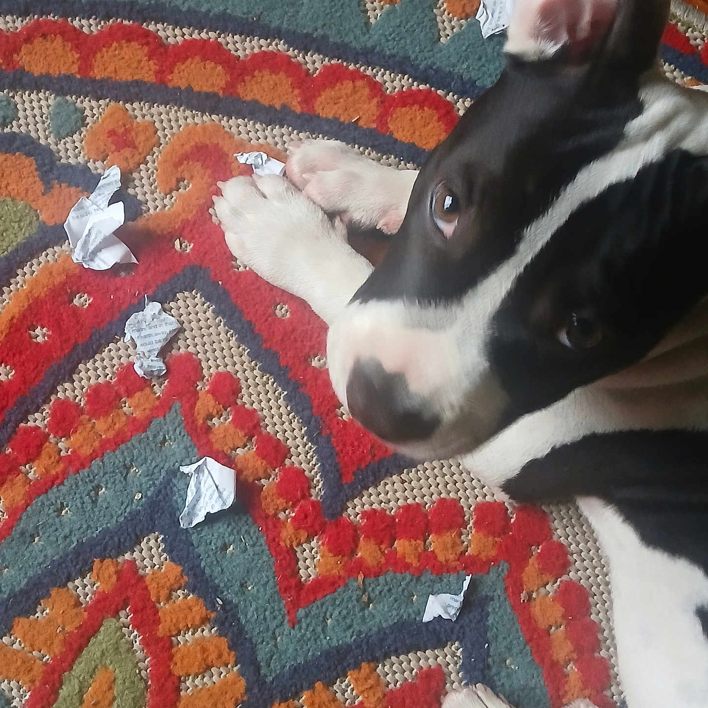 Nandi is registered to the contest to win money with this photo: animal, black_and_white, carpet, chewed_paper, close_up, crumpled_paper, cute, dog, domestic, floor, guilty_expression, home, indoor, looking_up, mischievous, paper, patterned_rug, paw, pet, puppy