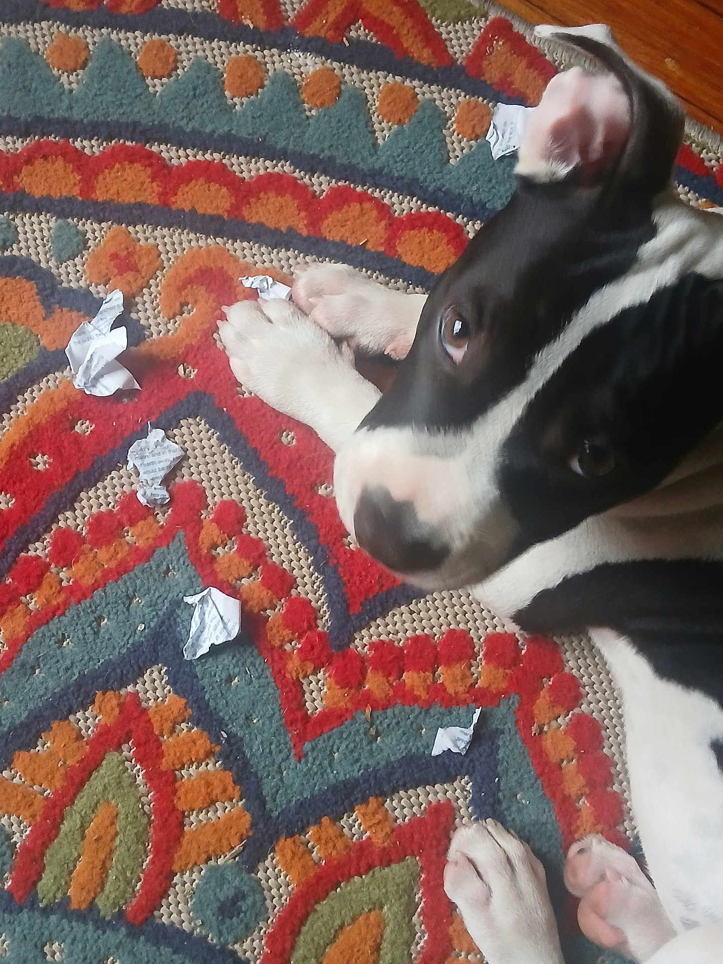 Nandi is registered to the contest to win money with this photo: dog, black_and_white, puppy, carpet, patterned_rug, paper, crumpled_paper, indoor, pet, cute, paw, floor, animal, looking_up, guilty_expression, chewed_paper, home, domestic, mischievous, close_up