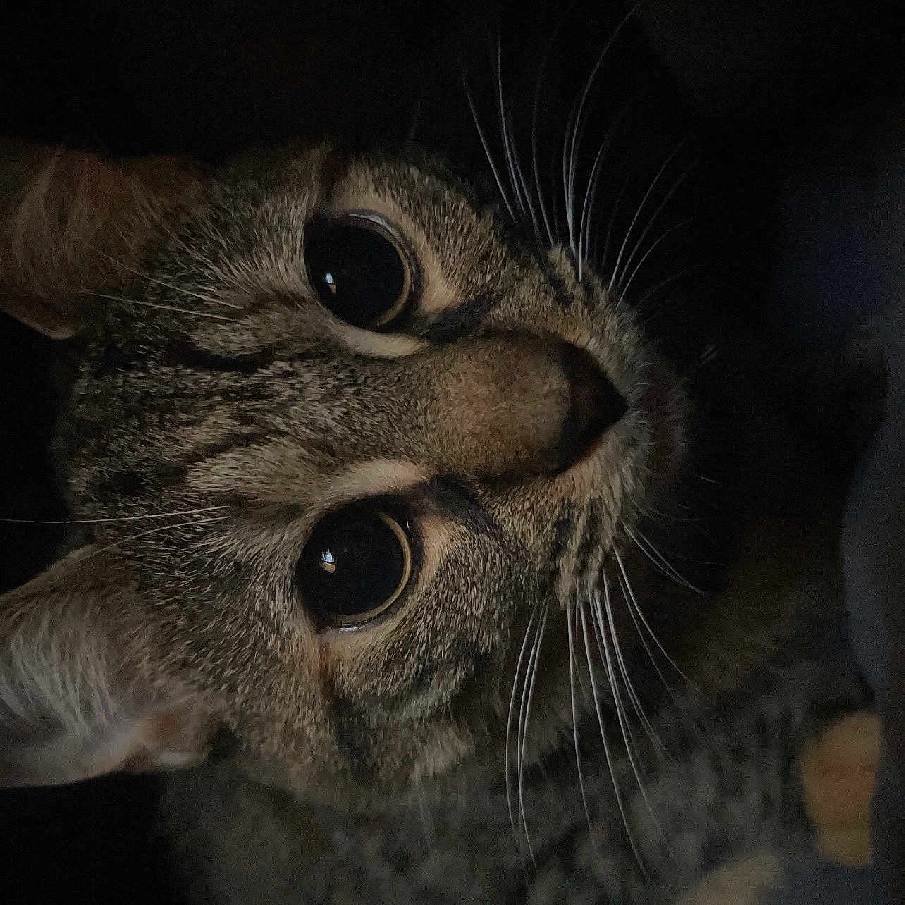 Noodle is registered to the contest to win money with this photo: cat, tabby_cat, close_up, whiskers, fur, animal, pet, eyes, curious, looking, face, mammal, domestic_animal, feline, portrait, dark_background, low_light, cute, indoor, closeup