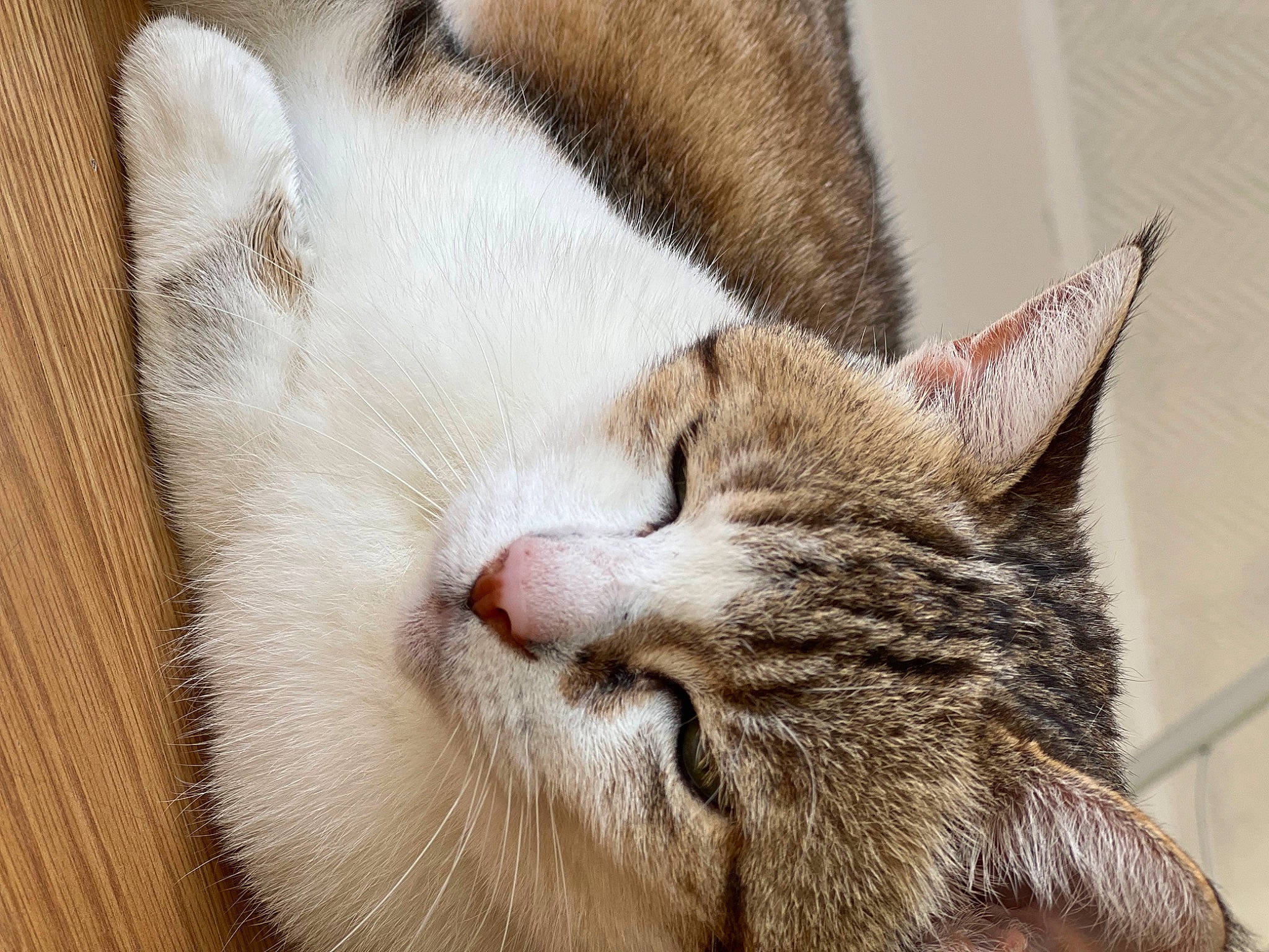 Clochette a rejoint le concours — aidez-le/la à gagner de superbes lots ! carnivore, cat, cat_supply, claw, comfort, domestic_short_haired_cat, fawn, felidae, fur, nap, paw, sleep, small_to_medium_sized_cats, snout, tail, terrestrial_animal, whiskers, wood