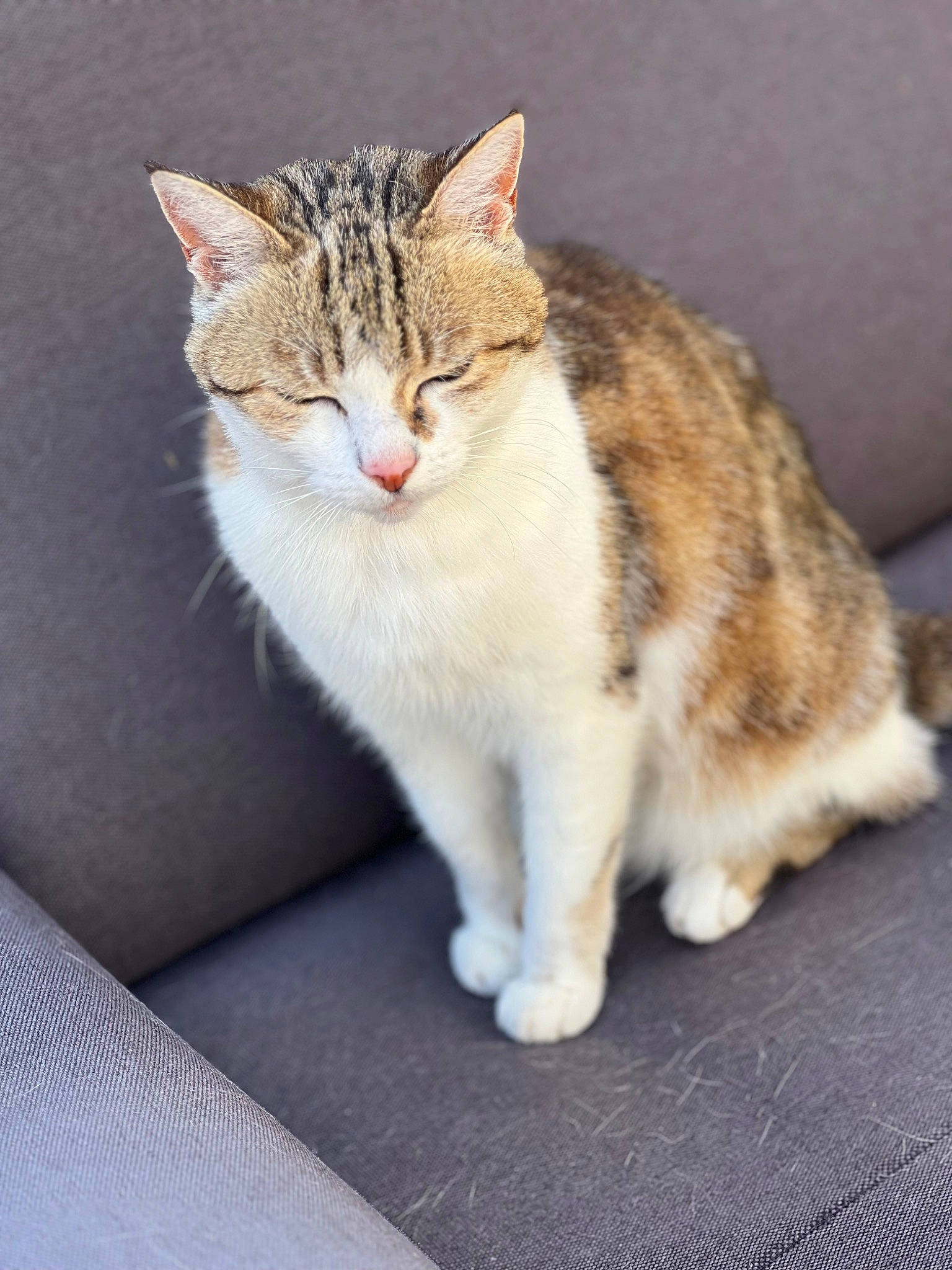 Clochette participe au concours pour gagner de l'argent avec cette photo : art, carnivore, cat, claw, domestic_short_haired_cat, eye, felidae, foot, fur, paw, sitting, small_to_medium_sized_cats, snout, tail, whiskers