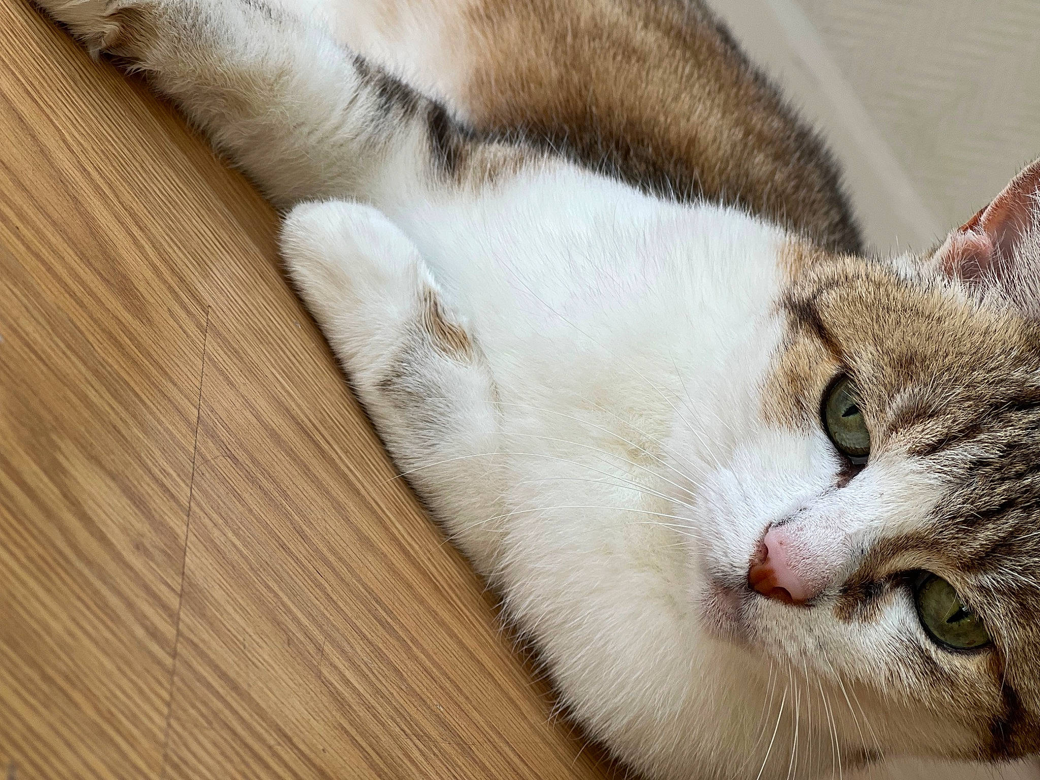 Clochette participe au concours pour gagner de l'argent avec cette photo : carnivore, cat, cat_supply, comfort, domestic_short_haired_cat, felidae, flooring, fur, hardwood, nap, paw, plank, small_to_medium_sized_cats, snout, tail, varnish, whiskers, wood, wood_flooring, wood_stain