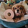 Maggie joined the competition — help win amazing prizes! dog, pet_bed, toilet_paper, stuffed_toy, cozy, cute, brown_fur, indoor, relaxing, animal, small_dog, toy, soft, fur, face, looking, resting, home, comfort, nose