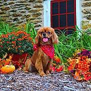 Maggie is registered to the contest to win money with this photo: dog, small_dog, red_bandana, autumn_leaves, pumpkin, flowers, garden, green_plants, orange_flowers, purple_flowers, mulch, stone_wall, door, outdoor, pet, animal, cute, happy, tongue_out, sitting