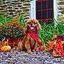 dog, small_dog, red_bandana, autumn_leaves, pumpkin, flowers, garden, green_plants, orange_flowers, purple_flowers, mulch, stone_wall, door, outdoor, pet, animal, cute, happy, tongue_out, sitting