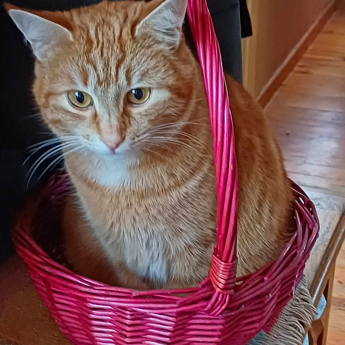 Tirucha a rejoint le concours — aidez-le/la à gagner de superbes lots ! abyssinian, accessories, animal, bag, basket, cat, fun, handbag, hardwood, kitten, leisureactivities, manx, pet, picnic, purple, shoppingbasket, stainedwood, wood