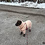 dog, clothing, sweater, booties, leash, snow, road, winter, trees, outdoor, pavement, canine, pet, cold_weather, walking, animal, furry, fashion, pink, accessory