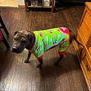 Mushu is registered to the contest to win money with this photo: dog, pajamas, holiday_clothing, green, indoor, wooden_floor, furniture, cabinet, speaker, electronics, curious, pet, brown_dog, flooring, home, living_room, standing, pug, decor, cozy
