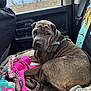Mushu is registered to the contest to win money with this photo: dog, car, seat, blanket, leash, window, rain, interior, brown, fur, pet, cozy, resting, curled_up, seatbelt, fabric, travel, inside, animal, companion