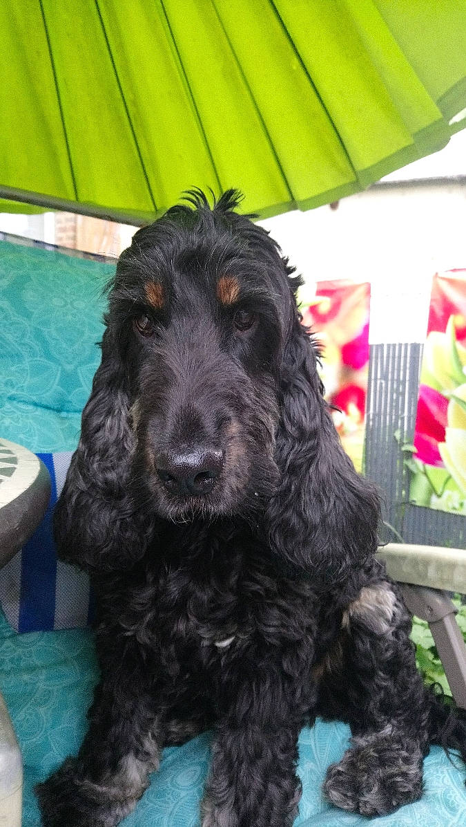 Flash participe au concours pour gagner de l'argent avec cette photo : american_cocker_spaniel, american_water_spaniel, canidae, carnivore, cocker_spaniel, companion_dog, dog, dog_breed, english_cocker_spaniel, field_spaniel, german_spaniel, mammal, rare_breed_dog, spaniel, sporting_group, vertebrate