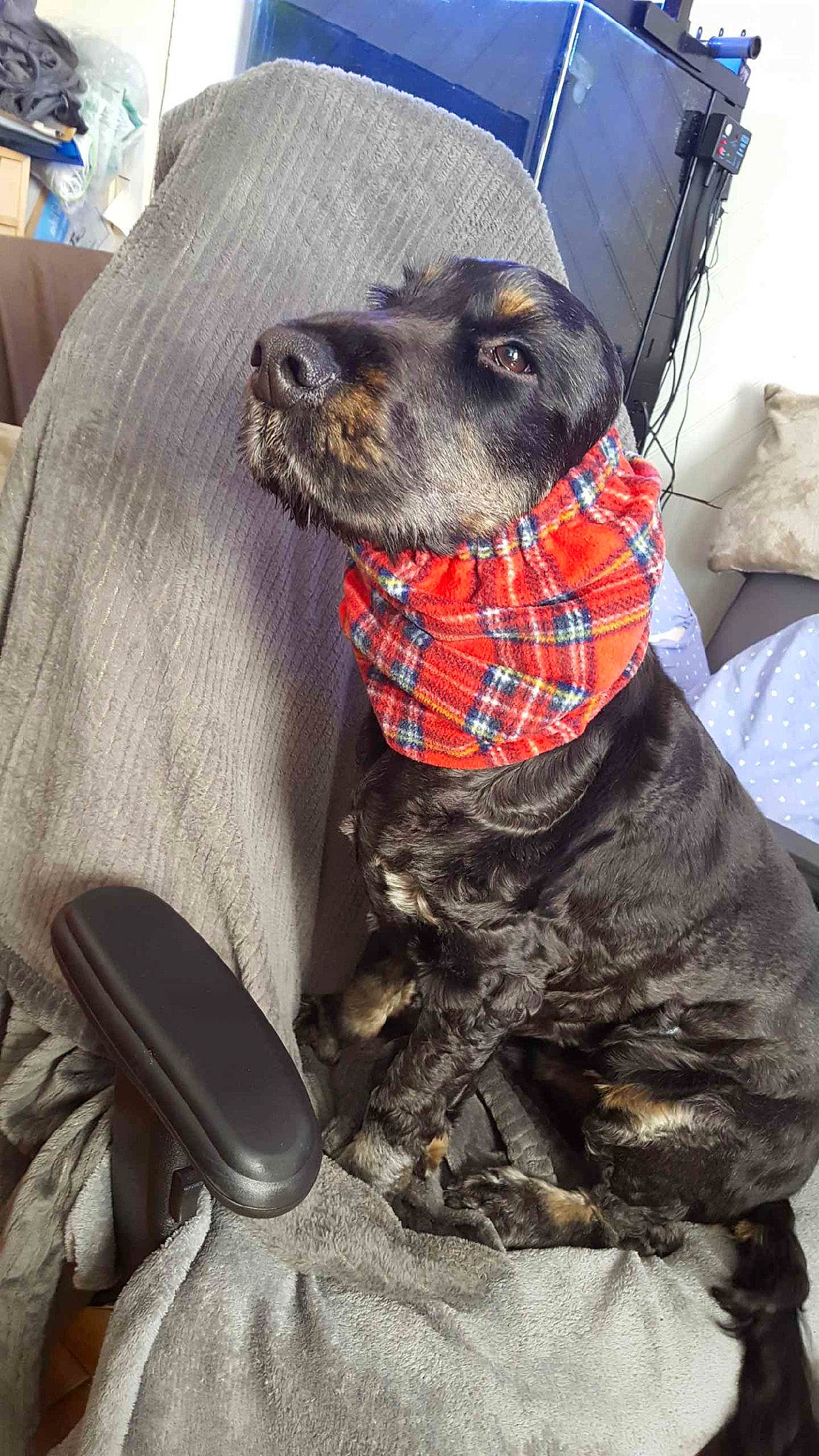 Flash participe au concours pour gagner de l'argent avec cette photo : canidae, carnivore, dog, dog_breed, hunting_dog, mountain_cur, plott_hound, snout, sporting_group