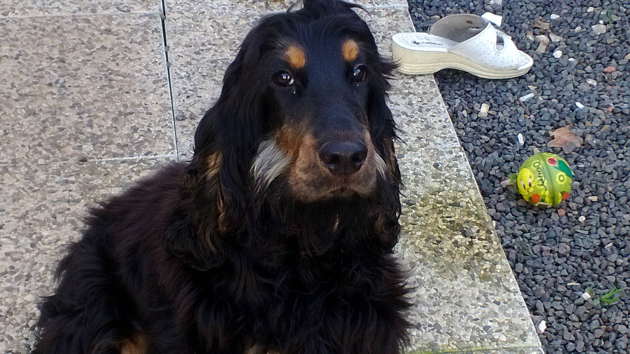 Flash a rejoint le concours — aidez-le/la à gagner de superbes lots ! canidae, carnivore, cocker_spaniel, companion_dog, dog, dog_breed, english_cocker_spaniel, field_spaniel, german_spaniel, gordon_setter, hovawart, mammal, rare_breed_dog, retriever, russian_spaniel, setter, spaniel, sporting_group, vertebrate