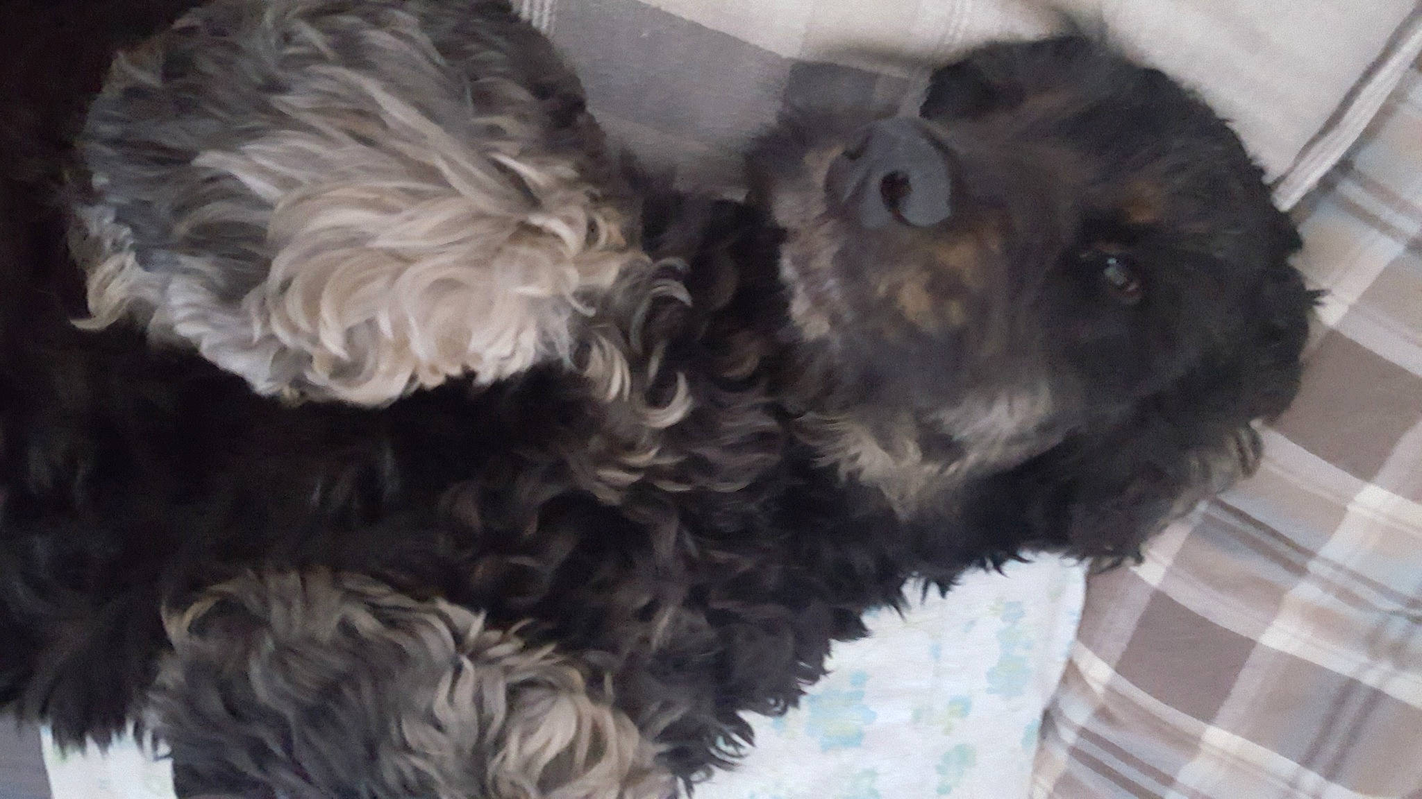 Flash a rejoint le concours — aidez-le/la à gagner de superbes lots ! affenpinscher, bolonka, canidae, carnivore, cockapoo, dog, dog_breed, fur, mammal, miniature_schnauzer, non_sporting_group, poodle_crossbreed, puppy, schnauzer, schnoodle, snout, sporting_group, terrier, toy_poodle, vertebrate