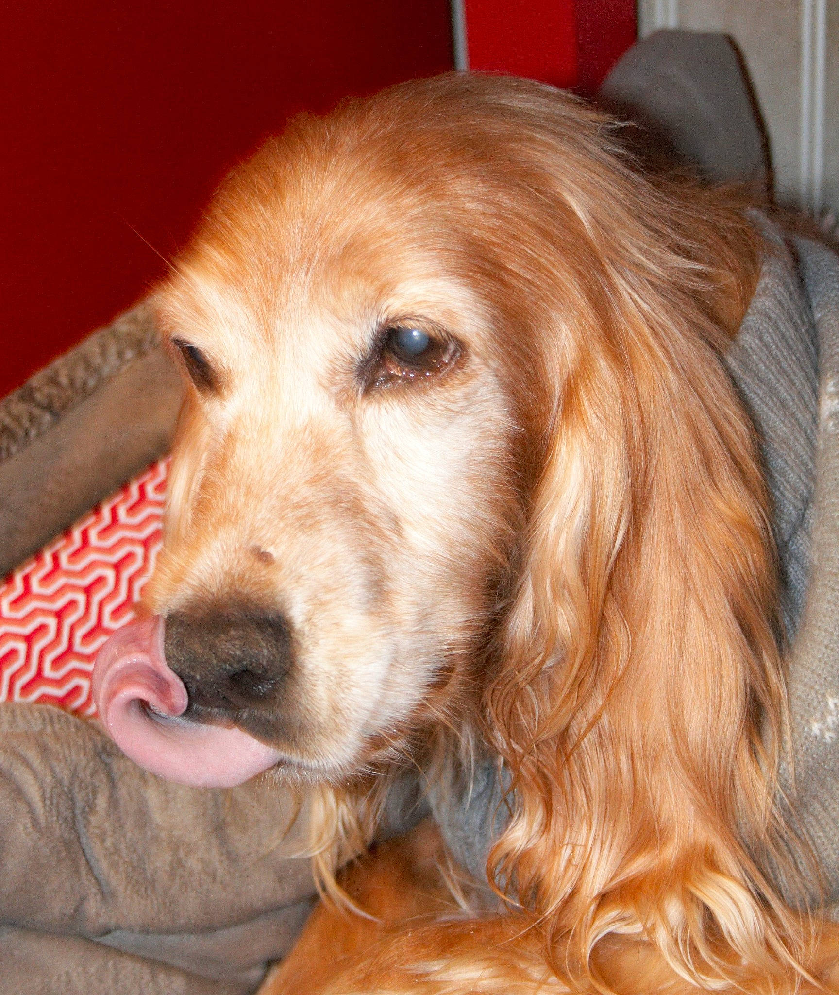 Bill participe au concours pour gagner de l'argent avec cette photo : carnivore, cocker_spaniel, companion_dog, dog, dog_breed, ear, fawn, fur, gun_dog, liver, retriever, snout, spaniel, sporting_group, whiskers, wood, working_animal