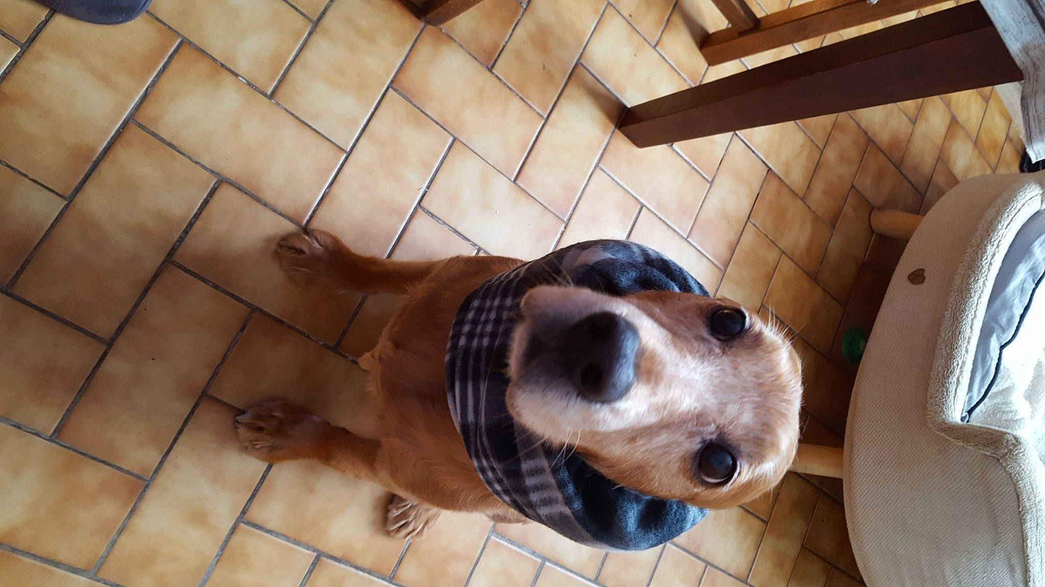 Bill a rejoint le concours — aidez-le/la à gagner de superbes lots ! american_pit_bull_terrier, basset_hound, canidae, carnivore, companion_dog, dog, dog_breed, fawn, mammal, snout, tile