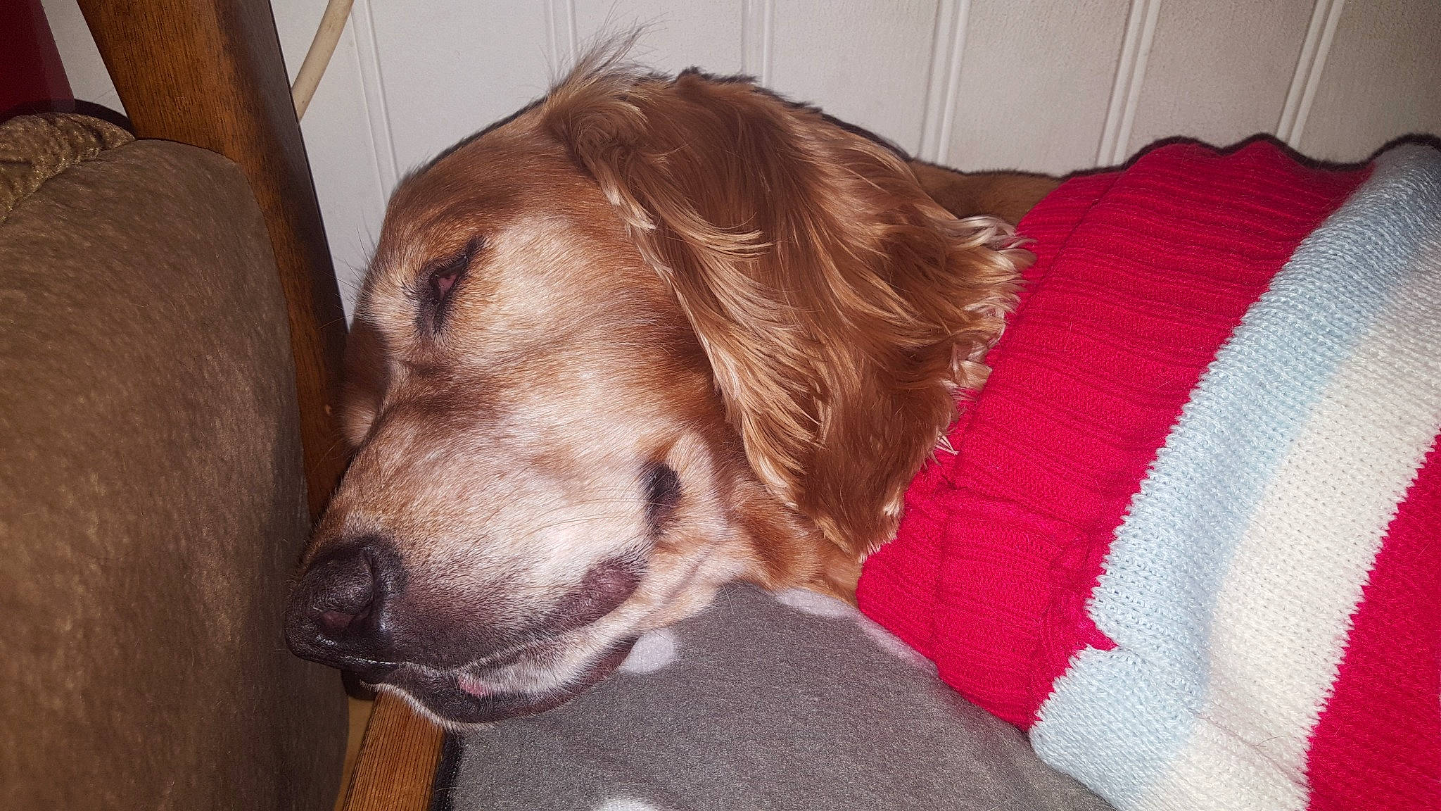 Bill participe au concours pour gagner de l'argent avec cette photo : american_cocker_spaniel, canidae, carnivore, companion_dog, dog, dog_breed, fawn, mammal, snout, spaniel, sporting_group, vertebrate