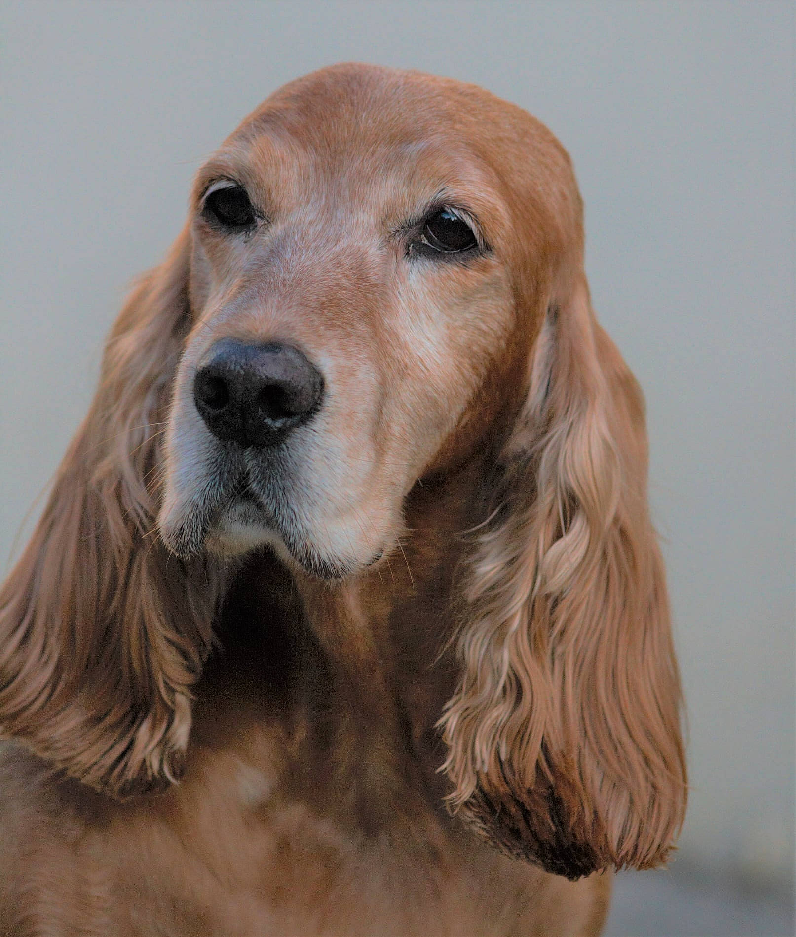 Bill participe au concours pour gagner de l'argent avec cette photo : canidae, carnivore, companion_dog, dog, dog_breed, fawn, fur, gun_dog, hair, hunting_dog, liver, snout, sporting_group, terrestrial_animal, whiskers, working_animal