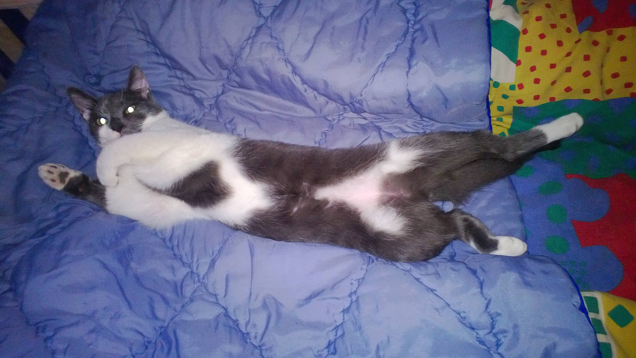 Crysu participe au concours pour gagner de l'argent avec cette photo : american_wirehair, carnivore, cat, domestic_short_haired_cat, european_shorthair, felidae, kitten, paw, polydactyl_cat, small_to_medium_sized_cats, snowshoe, tail, whiskers