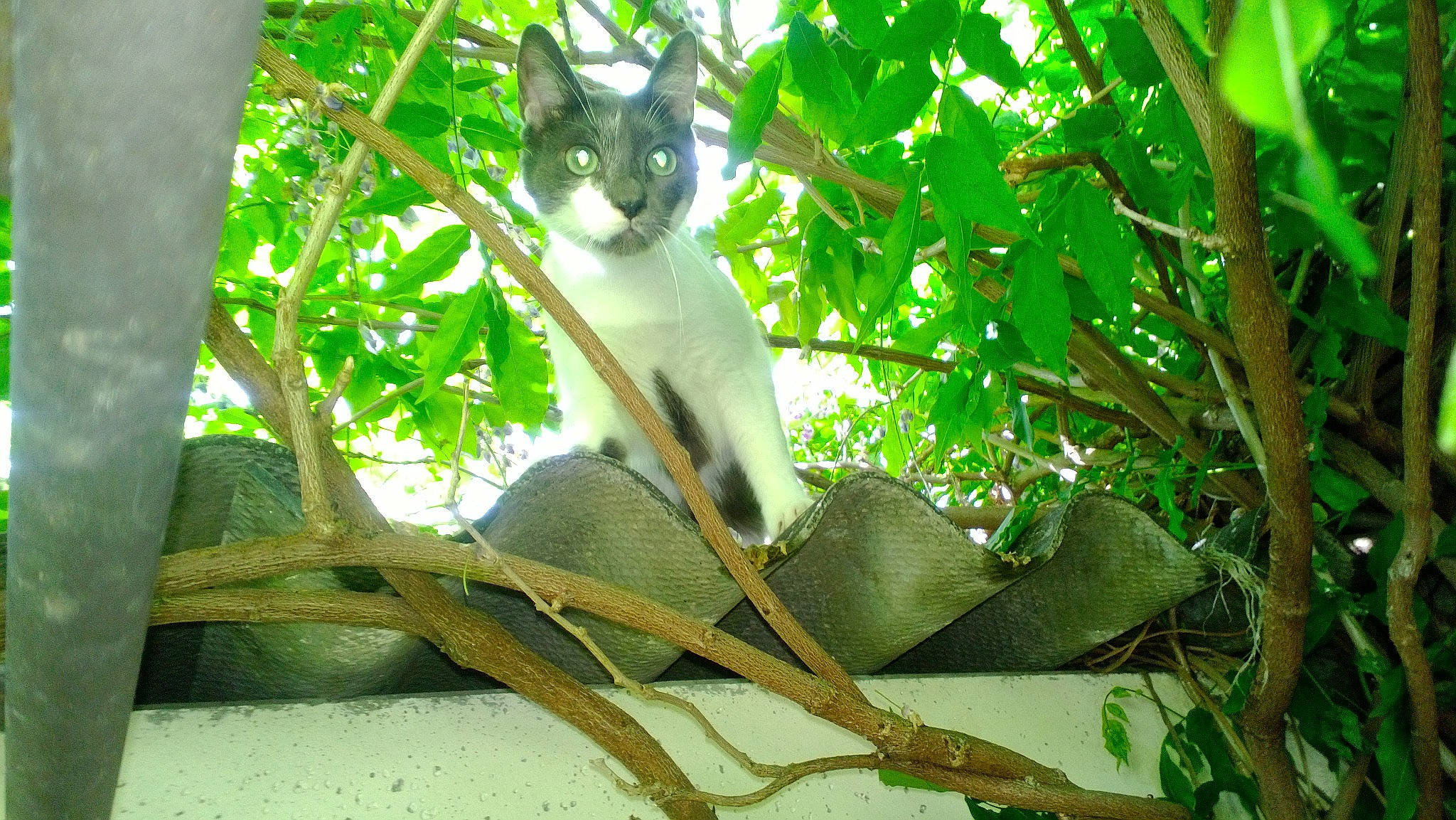 Crysu participe au concours pour gagner de l'argent avec cette photo : cat, felidae, green, leaf, plant, tail, tree, whiskers