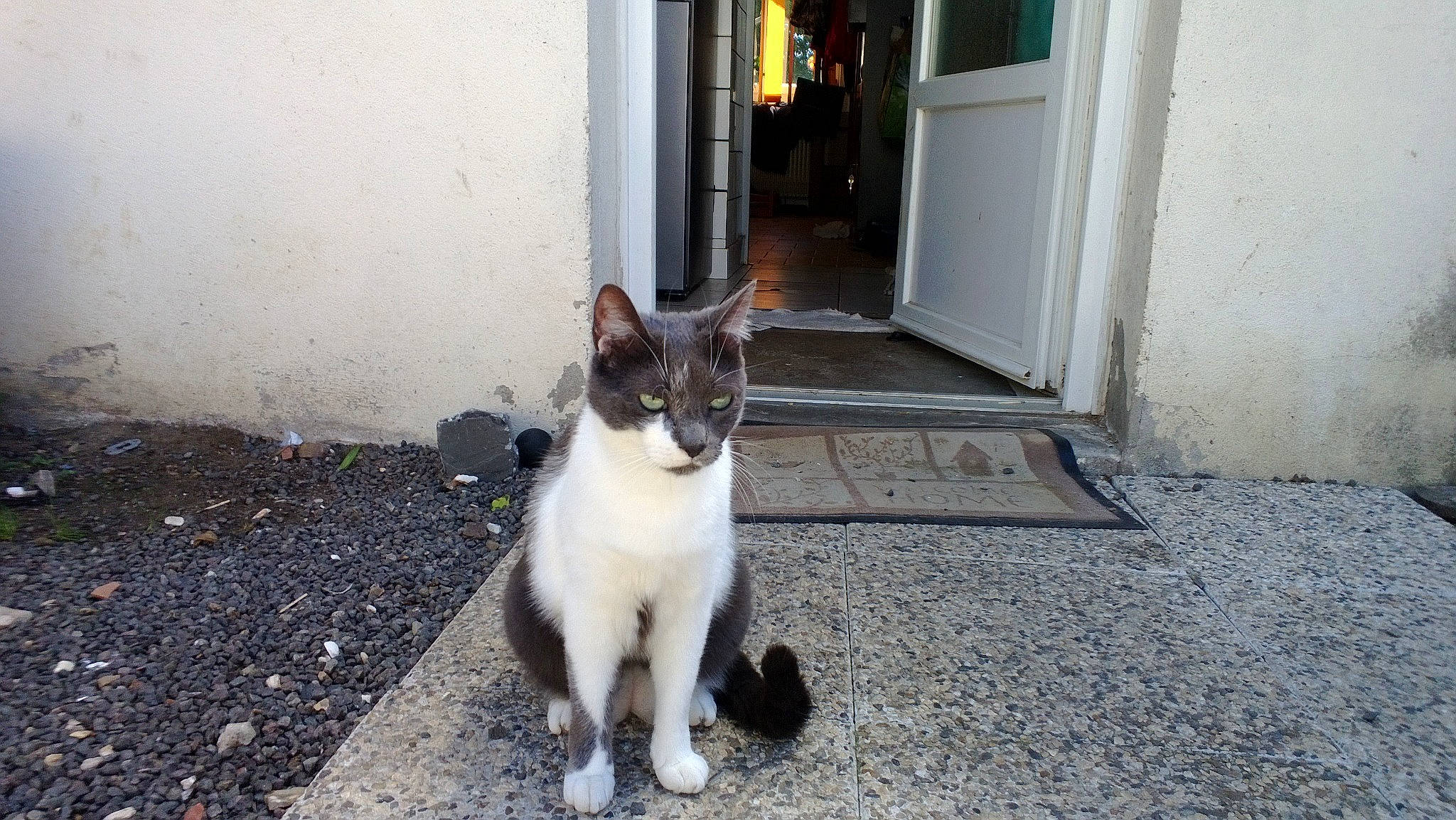 Crysu a rejoint le concours — aidez-le/la à gagner de superbes lots ! aegean_cat, carnivore, cat, domestic_short_haired_cat, felidae, mammal, polydactyl_cat, small_to_medium_sized_cats, tail, whiskers