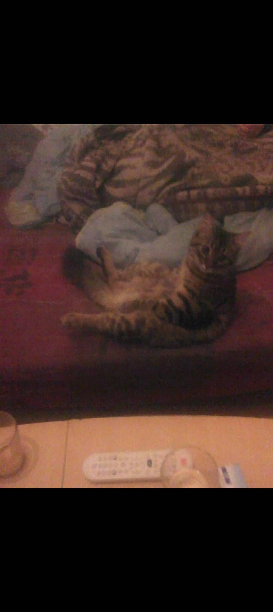 Shanya a rejoint le concours — aidez-le/la à gagner de superbes lots ! canidae, carnivore, cat, comfort, darkness, domestic_short_haired_cat, fawn, felidae, floor, flooring, fur, grey, paw, room, sky, small_to_medium_sized_cats, snout, tail, whiskers, wood